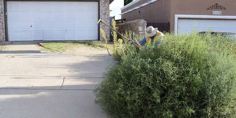 Weeds and Trash