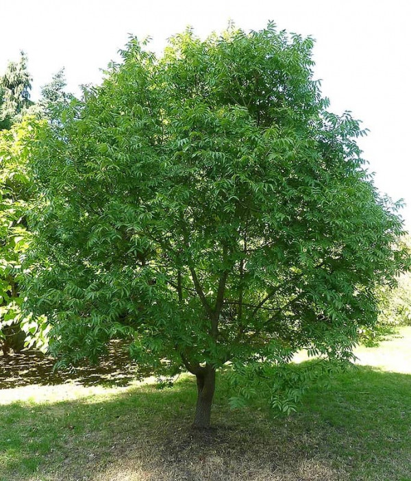 Chinese Pistache Tree