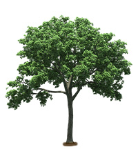 Texas Elm Tree