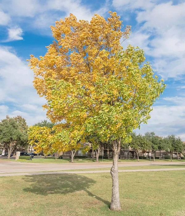 Texas Elm Tree