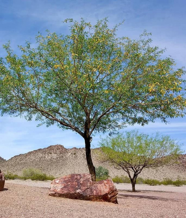 Texas Mesquite Tree